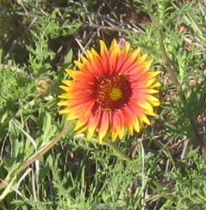 An orange and yellow blanket flower with a orange center.
There are green weeds behind and in front of the flower.