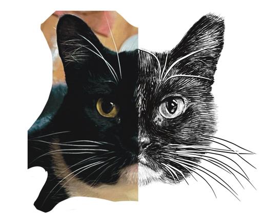 Black and white drawing of a black and white cat named Jou Jou B, with the left half of the image being the reference.