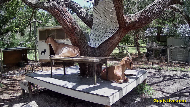 A deck surrounds an old oak tree. On top of the deck is a bench we call the throne. Rose is laying on the throne and Violet is laying on the deck at the end of the throne. Both are facing away and are seen in profile.