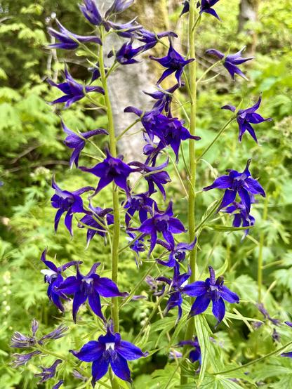 Close photo of pretty, delicate, deep blue, star-shaped wildflowers on fairly tall stems, many of them. The background is blurred, of green leaves and foliage.