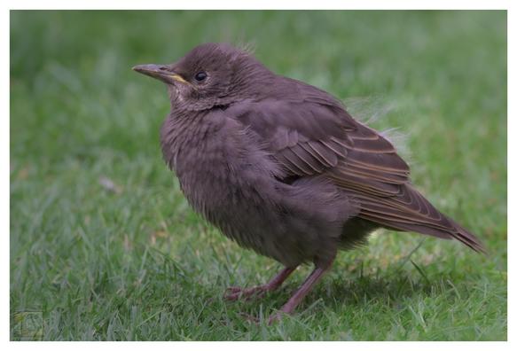 A young European Starling (Sturnus vulgaris) with fluffy brown feathers standing on green grass, looking to the left. The bird appears to be a fledgling with slightly scruffy plumage and a yellow edge around its beak.