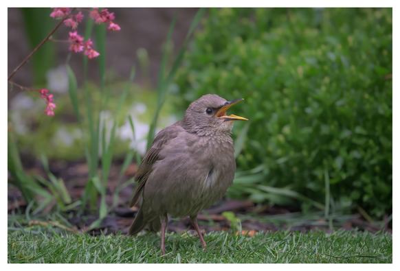 A juvenile European Starling (Sturnus vulgaris) standing on grass in a garden, facing right with its beak open as if calling. The bird has soft brown-gray feathers and a yellow gape. The background features green foliage and small pink flowers, creating a natural setting.
