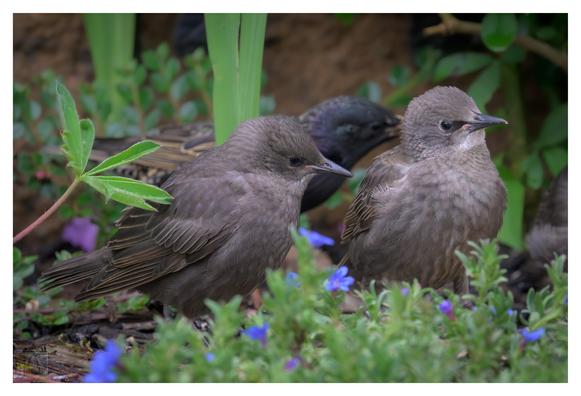 A group of juvenile European Starlings (Sturnus vulgaris) perched on the ground among green foliage and small purple-blue flowers. The young birds have soft brown feathers with subtle streaks and yellowish beaks, while an adult starling with darker, glossy plumage is partially visible in the background.