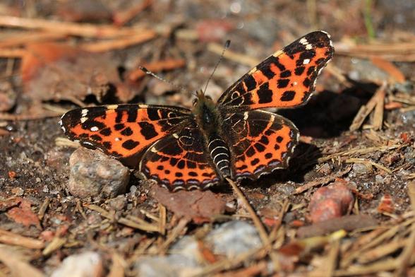 A butterfly sitting on a sunny path in the forest. It has its black and orange spreckled wings unfolded. The back body is also black, with some white stripes on. It also has asome white spots at the edge of the upper wings and some white cicles near the body. At the low wings it also has stripe of blue spots in the shape of a cresent moon along the edge. There are some gravel stones and pine needles around it.
