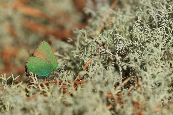A tiny green butterfly seen from the side with its wings folded. The upper wing passes from green to  orange-brown colour at the low part. This one is also sitting in lichens with some pine needles in, and in a sunny spot.