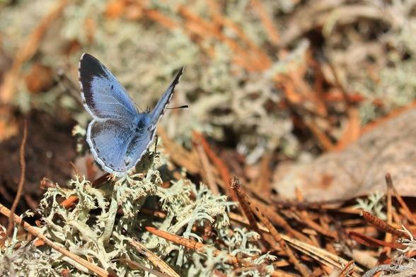 A blue butterfly sitting at the left side of the image with its wings halfway open. It has a white border around the wings, a light blue coloured and some wider  black in between that is larger at the upper wings. It sits on a rock covered in lichens and pine needles in the sun .