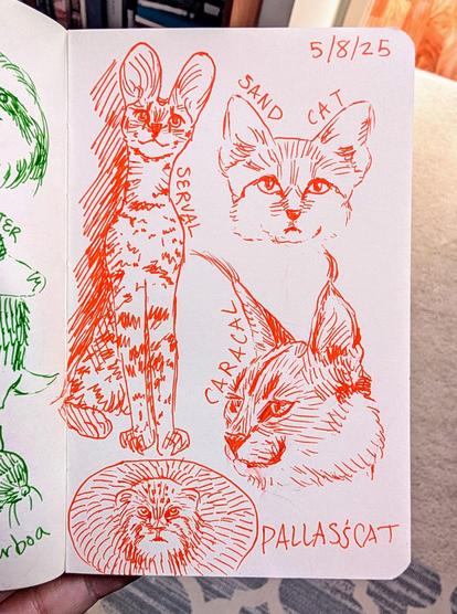 Sketchbook page of orange drawings in pen of various wild cats, each labeled with their name. Top left is Serval, to the right is a Sand Cat, below that is a Caracal, and the bottom is a Pallas's Cat.