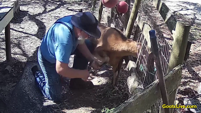 A man kneels on the right side of a brown goat with horns, the goat's right foreleg in his hand as he trims the goat's hooves.