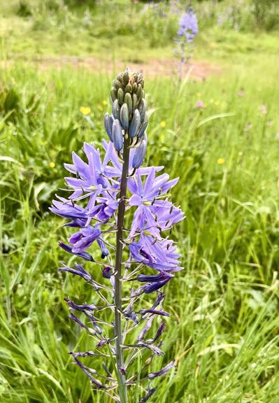 Pretty lavender blossoms, small with yellow pestles, in various states of bloom, still budding on top, along a tall stem, maybe three feet high. The plant is in a grassy meadow, with another in the background. An extremely important species to indigenous people of the Northwest, who cooked the bulbs in large quantities.