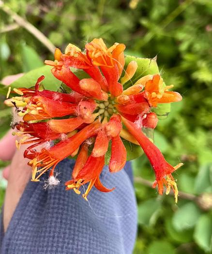 A circular cluster of brilliant red, trumpet shaped blossoms of honeysuckle with yellow pestles. It is held in a hand above a leafy green background. Hummingbirds love the stuff.