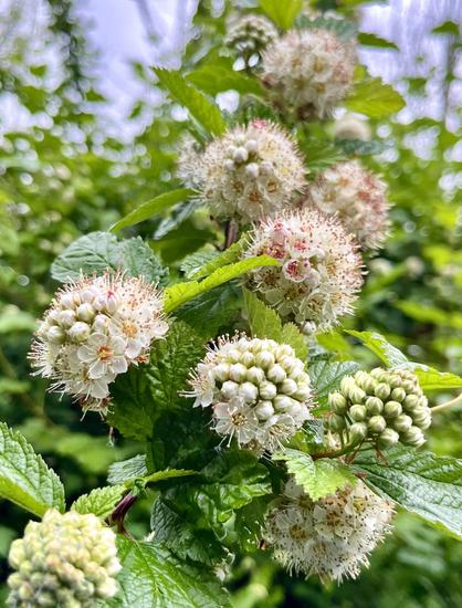 White and pink round blossoms of the shrub Pacific ninebark that are covered in hair-like frills. Some are more mature and colorful than others and they are surrounded by green leaves. They are unusual blossoms in round clusters.