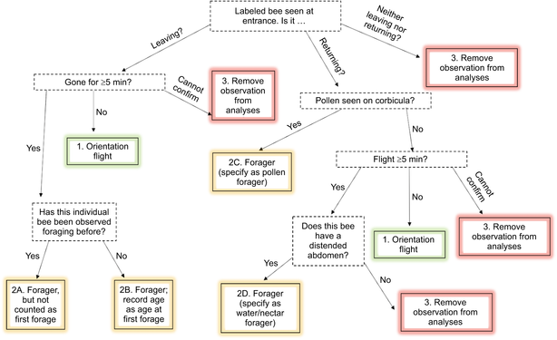 The flow chart depicts the process of classifying foraging trips observed in experiment 2 as (1) orientation flights or (2) foraging trips, including whether a trip was counted as the first recorded age of first forage and whether the forager collected pollen or exclusively water/nectar, and (3) the circumstances in which an observation was removed from the dataset.