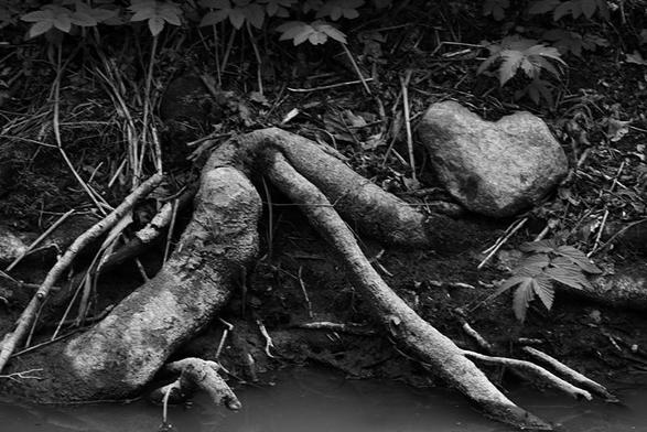 A slope by a tiny brook with roots that seems to lift a heart-shaped rock. The root is shaped as a soft 'V' upside down. There are small broken branches and roots on each side of those two items, and at the top, some leaves are hanging down. At the bottom the brook is visible.