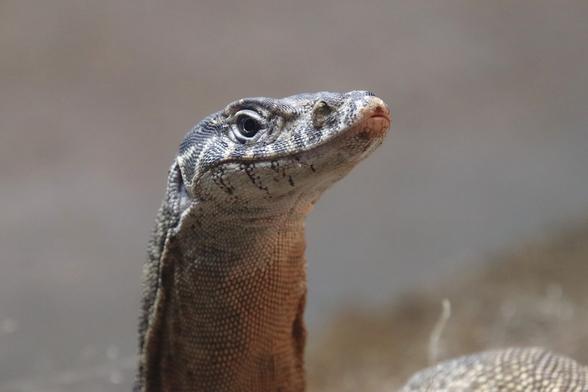 A profile headshot of an Australian monitor lizard, its chin raised.