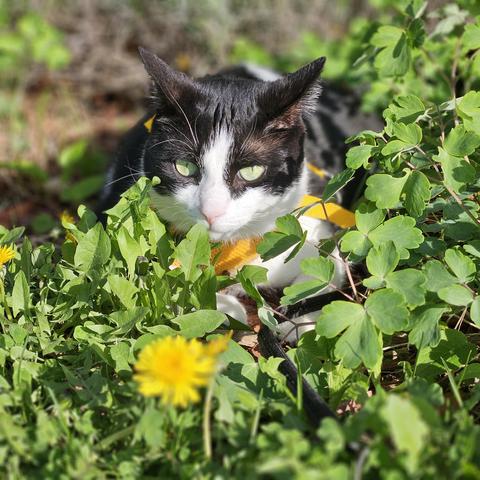 Tuxedo cat wearing yellow harness hiding out in the garden, with dandelions in the front.