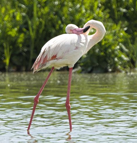 A picture of a large bird. Long pink legs, white/pink body, long neck with big pink and black beak. The neck is bent backwards with the head resting on the body! The bird is stood in water, blurred green vegetation behind.