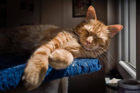 A red tomcat lies relaxed on a board of a scratching post next to a window. The board is covered with blue, fluffy plush fabric. The cat's head is slightly tilted to one side, his eyes are closed as if he is sleeping. His front paws are stretched out and protrude over the board towards the camera. The sun shines through the window and bathes his fur in a warm, golden light. The scene looks peaceful and cosy.