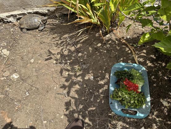 The image shows a tortoise on a patch of dirt ground, with a green cutting board placed nearby. The tortoise is positioned on the left side of the image, near a concrete retaining wall oand some bulbous plants. The cutting board, located on the right side, contains from bottom to top: red leaf lettuce, chopped, roma tomatoes chopped on a leaf of lettuce, and just above, chopped dendelion on the left and chopped broccoli florets on the right. The ground is dry with scattered leaves and small rocks, and there are shadows cast by the plants, indicating a sunny day. A person's foot is visible in the bottom left corner, suggesting someone is present. The overall scene appears is outdoors in a mediterranean-climate garden.

Provided by @altbot, generated privately and locally using Ovis2-8B

🌱 Energy used: 0.159 Wh