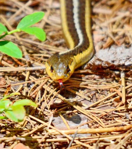 Common Garter Snake