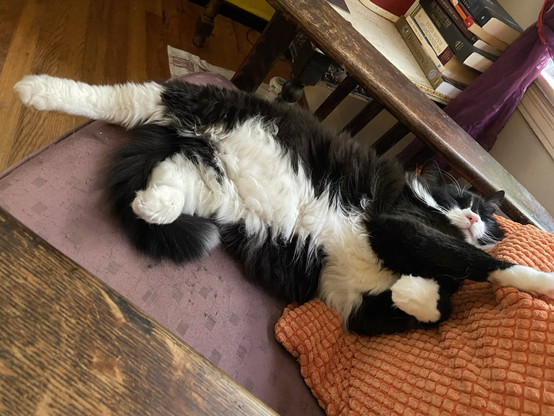 A tuxedo ragdoll cat has stretched himself off the edge of a chair, yet his balance remains stable.
