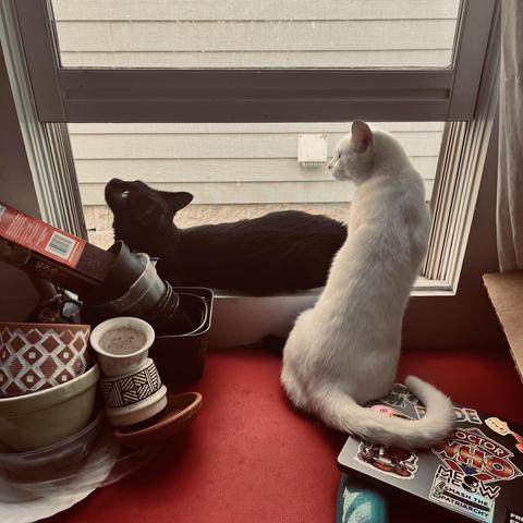 a black cat lies in an open widow sill, next to some potting clutter, looking up; behind him is a white cat looking in the same general direction with her tail on top of a closed laptop on a red cushion