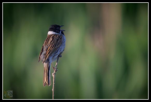 The image features a small bird perched on a thin reed, with a lovely blurred green background. The bird has striking black, white, and brown streaked feathers, creating an elegant contrast. It appears to be gazing to the right, beak slightly open, almost as if caught mid-song!