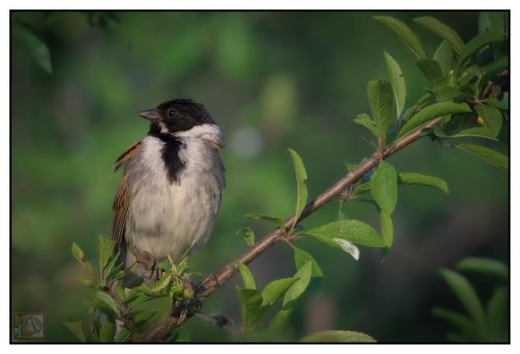 The bird has striking black, white, and brown streaked feathers