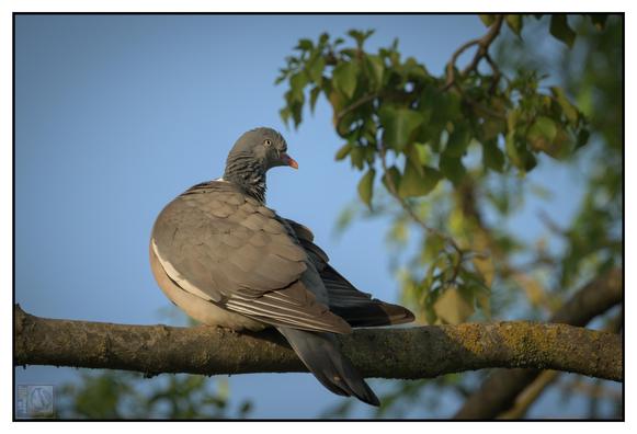 a pigeon perched in a tree