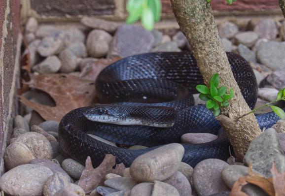 A ratsnake that is mostly black with bits of gray scales, and a light color under the face and chin is curled atop some river rocks, near a hedge trunk, with the inside corner of two brick walls in the background. There's also some dead oak leaves and some green coming from the bush trunk.