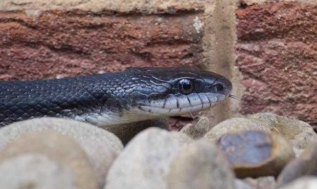 A ratsnake that is mostly black with bits of gray scales, and a light color under the face. Here it's against a reddish brick wall, on some river rocks. You just see the head and a bit of the neck. The tips of the forked tongue are just barely protruding.