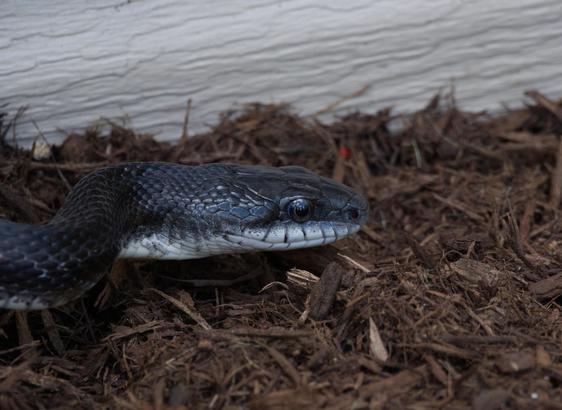 A ratsnake that is mostly black with bits of gray scales, and a light color under the face. Here it's slithering, with a clear bend in the neck, the sky reflected in the eyes, fresh brown mulch beneath it, and some almond white siding behind the mulch.
