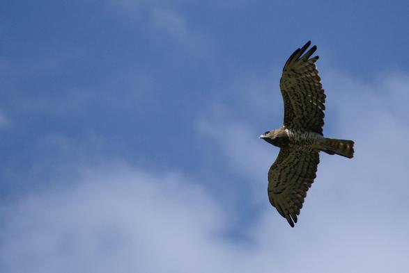 Out on the dog walk this morning this beautiful Short-toed Snake Eagle flew over. It's a large eagle, has a brown head and chest, a big bright yellow eye. The rest of the body is white with brown spots on body and wings. This is an underside shot and the eagle is flying through a blue sky with some white clouds around.
