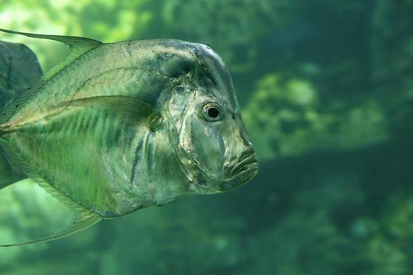 Underwater view of an Atlantic Moonfish in Orlando, Florida, showcasing its slender, deep-bodied, and compressed shape in a tranquil aquatic environment.