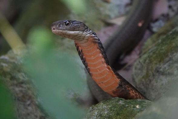 The head of the snake held in an upright position. The head is grey with a yellow ring around the eye. The underside of the snake is orange, while the sides are black.