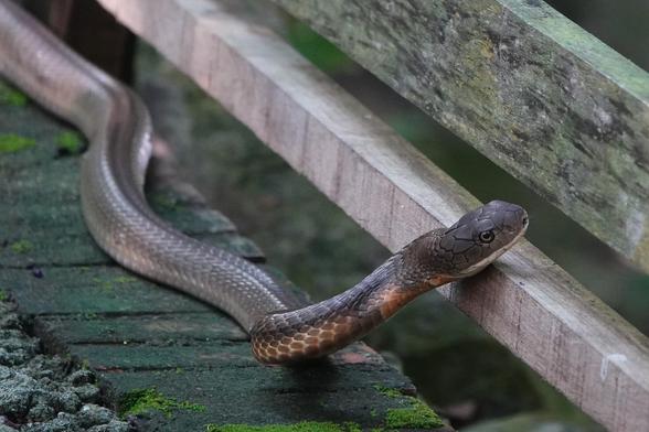 The snake moving along the side of the path. The body is grey with a orange underside.