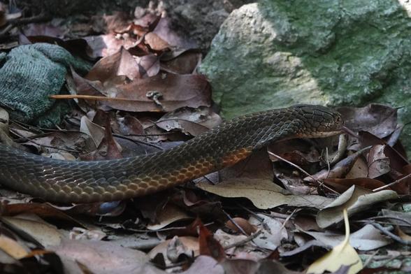Here, the snake is moving through the undergrowth along the side of the path.