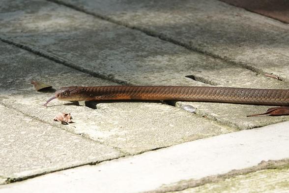 Here, the snake is moving above some concrete blocks on the ground.