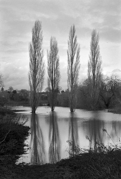 Four Lombardy poplar trees stand in a flooded park, refkections in the still water. Black and nwhite portrait format photo.