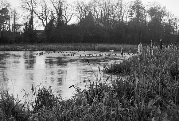Black and white photo taken across reed beds and a frozen lake to an area centre right where many ducks and a couple of swans are standing on the ice or swimming in a small patch of open water. Winter trees behind, some reflected, slightly distorted, in the ice.