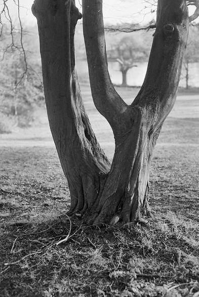 Black and white portrait format photo showing the split trunk of a hornbeam tree (it's quite similar to a beech). The trunk splits into two just above ground level, and the right branch split again a foot or so higher. The tree looks... sinuous! A few bare branches can be seen. Framed in the Y of the right branches is an oak tree in front of the frozen lake.