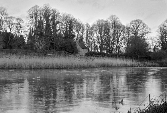 Looking across an icy lake with two seagulls standing on the ice to the left. The slightly damp ice shows distorted reflections of the winter trees behind the reed bed on the far side. Reflections of the almost hidden Abbey Barn and the spire of the local church are hard to discern. Black and white photo.