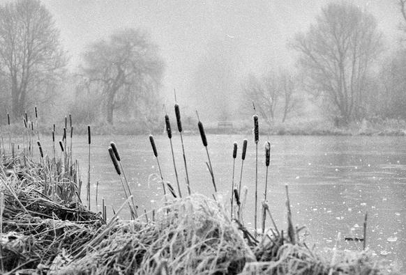 Black and white photo of bulrushes covered in hoar frost in front of a frozen lake. The trees beyond the lake are receding into the mist.
