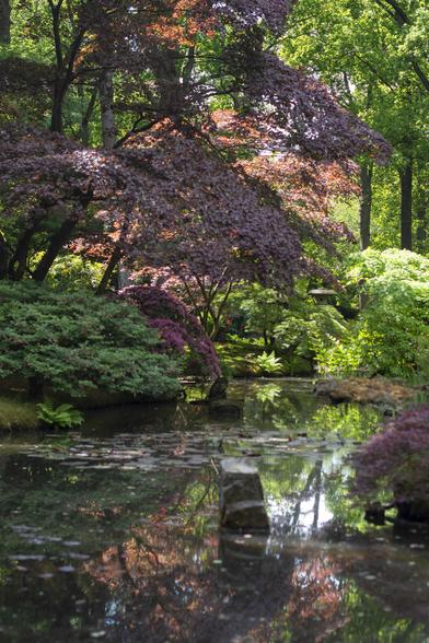 Photo of a red Japanese maple in leaf against a green background of trees and shrubs, reflecting in dark water in the foreground