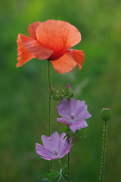 A red poppy (Papaver Rhoeas) and a pink Mallow (Malva Alcea) against a green background.