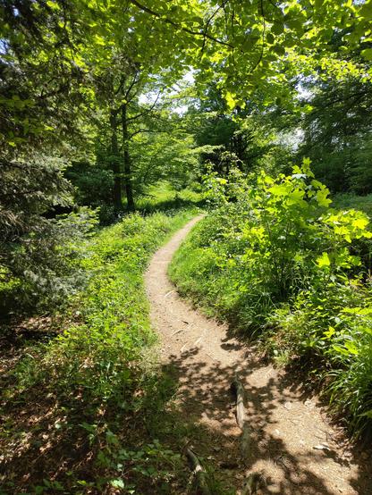 Ein Pfad (Kandelhöhenweg) zieht sich durch das saftige Grün der frühlingshaften Vegetation.