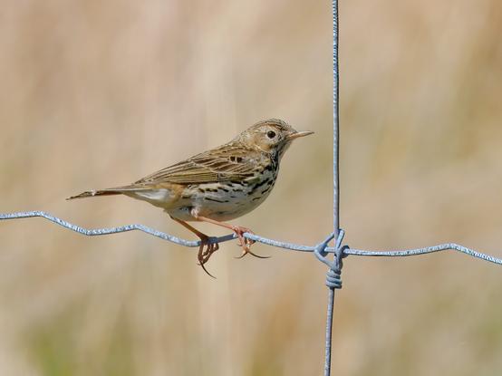 An image of a Meadow Pipit perched on a wire fence. The Cabrach, Scotland
