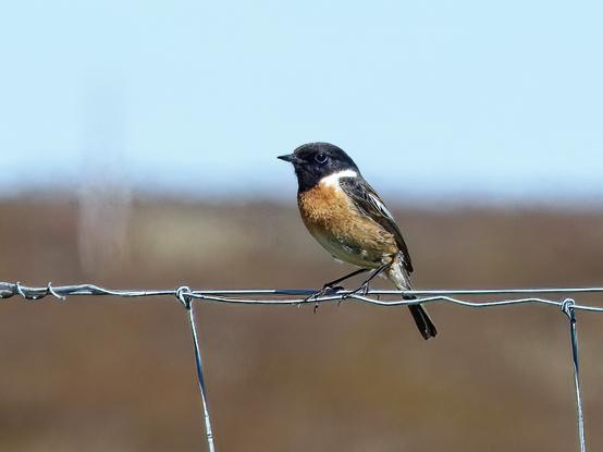An image of a Stonechat perched on a wire fence. 
The Cabrach, Scotland