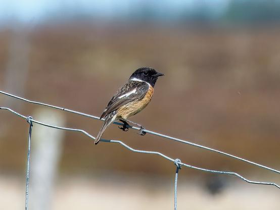 An image of a Stonechat perched on a wire fence. 
The Cabrach, Scotland