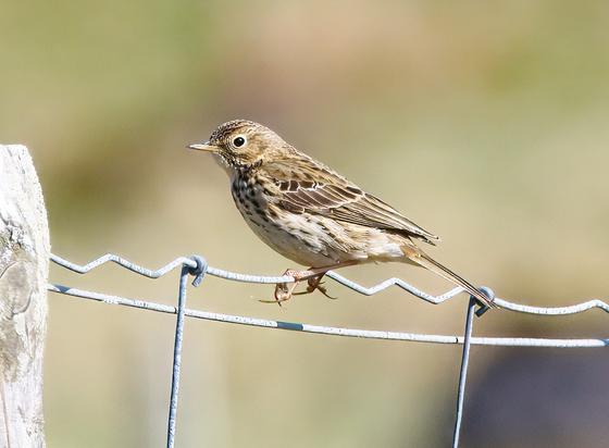 An image of a Meadow Pipit perched on a wire fence. 
The Cabrach, Scotland
