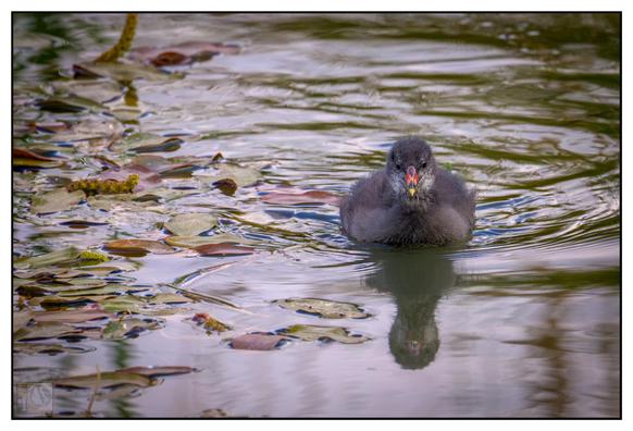 The bird in the image is a young Common Moorhen (also known as the Common Gallinule in some regions), specifically a juvenile. You can identify it by these key features:

The bird's body is covered in dark, fluffy feathers, typical of young moorhens.

It has a red and yellow beak, a distinguishing feature of the species, though it's less vibrant in juveniles than in adults.

It's swimming in a pond with floating aquatic vegetation, which is a common habitat for moorhens.